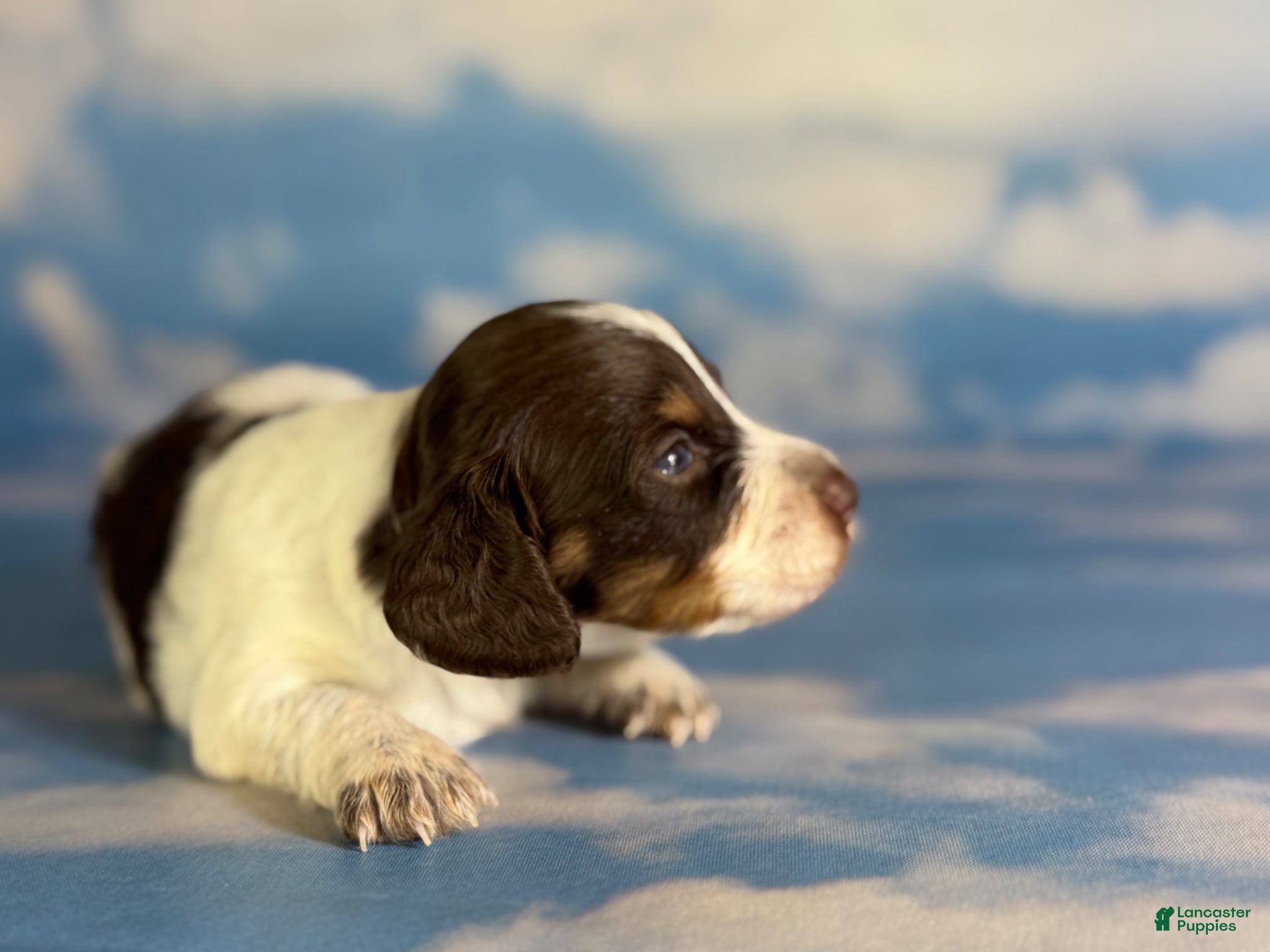 Miniature Dachshund dogs Chocolate pudding LH  - Ad 1