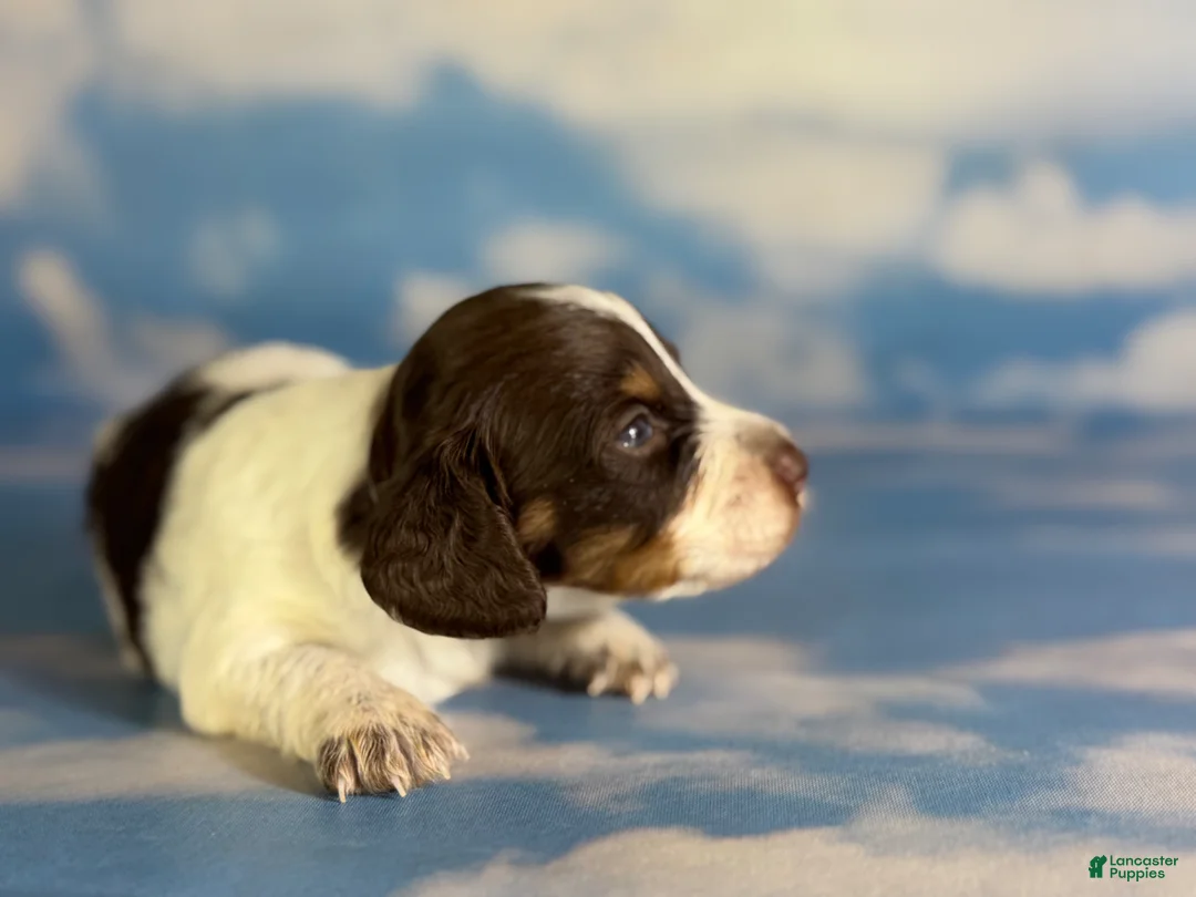 Miniature Dachshund dogs for sale: Chocolate pudding LH  - Ad 1