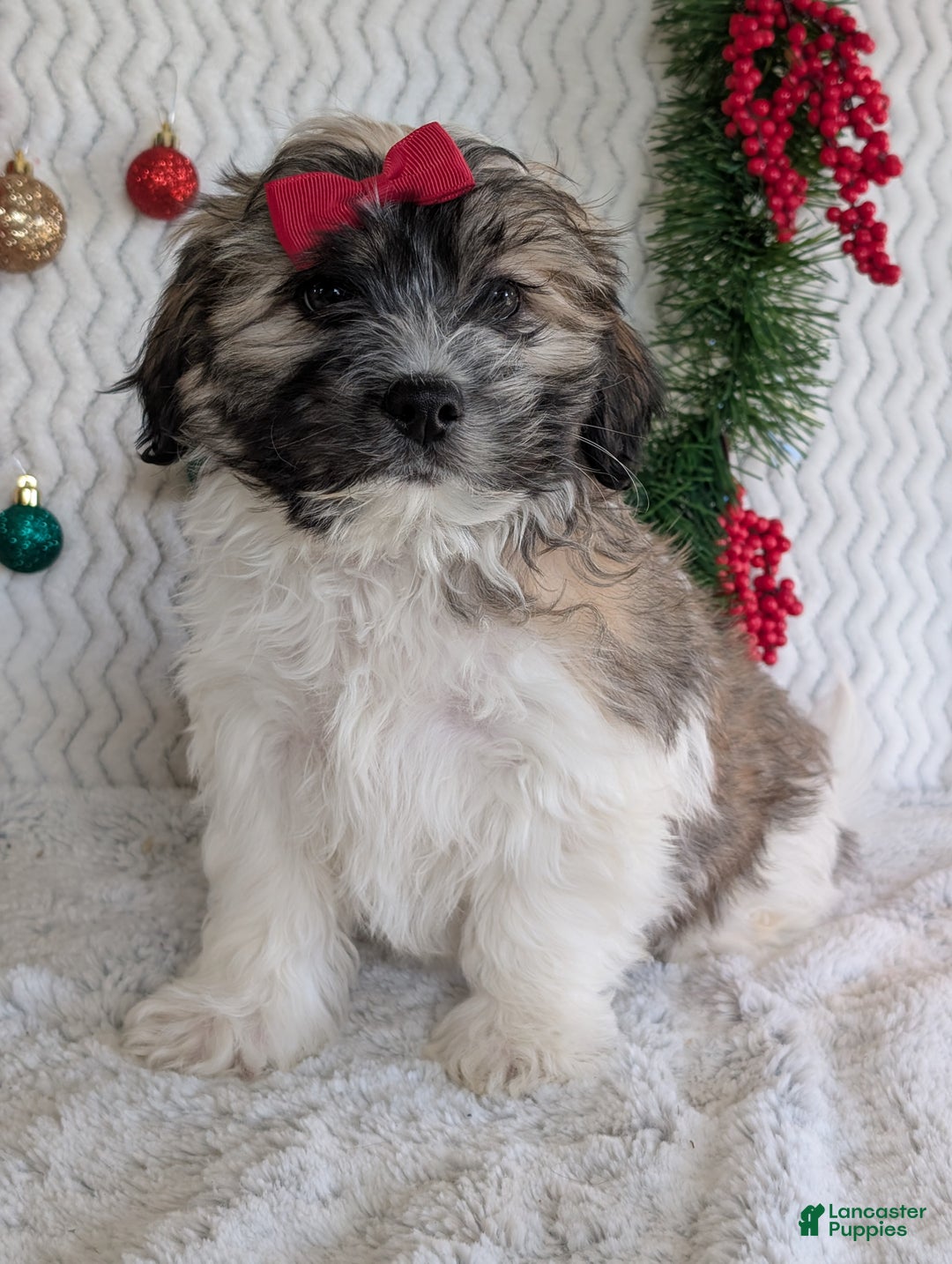 Teddy Bear dogs for sale: Loki - Ad 5