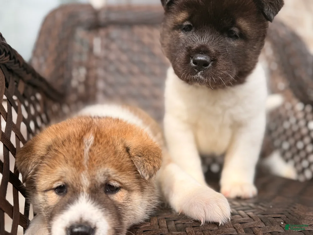 Akita dogs for sale: Cookie - Ad 2