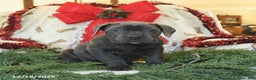 Cane Corso dogs for sale: Pal   - Ad 2
