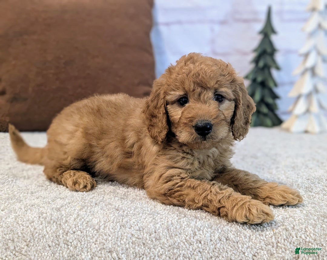 Mini Goldendoodle dogs for sale: Theo - Ad 11