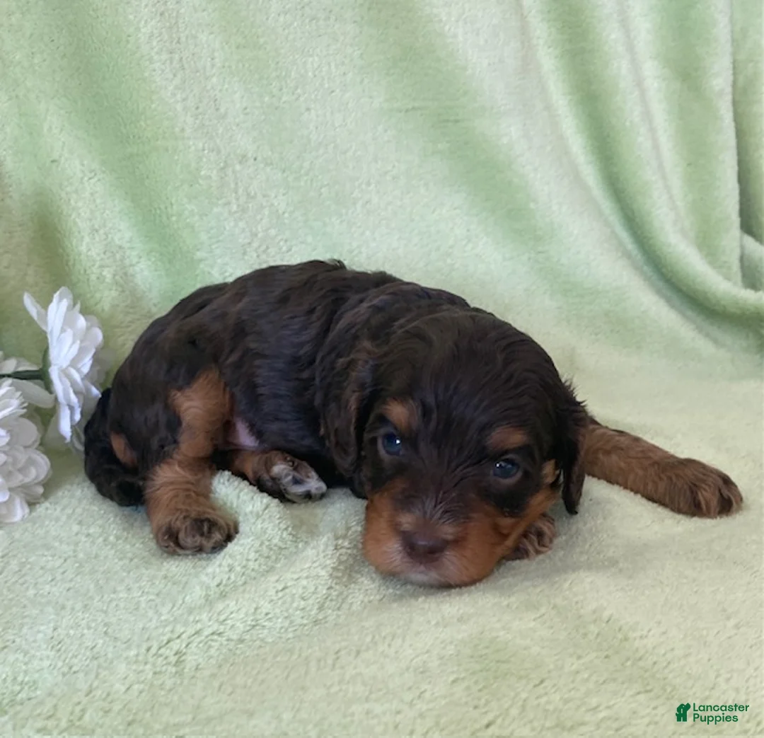 Cavapoo dogs for sale: Norman- chocolate tri - Ad 2