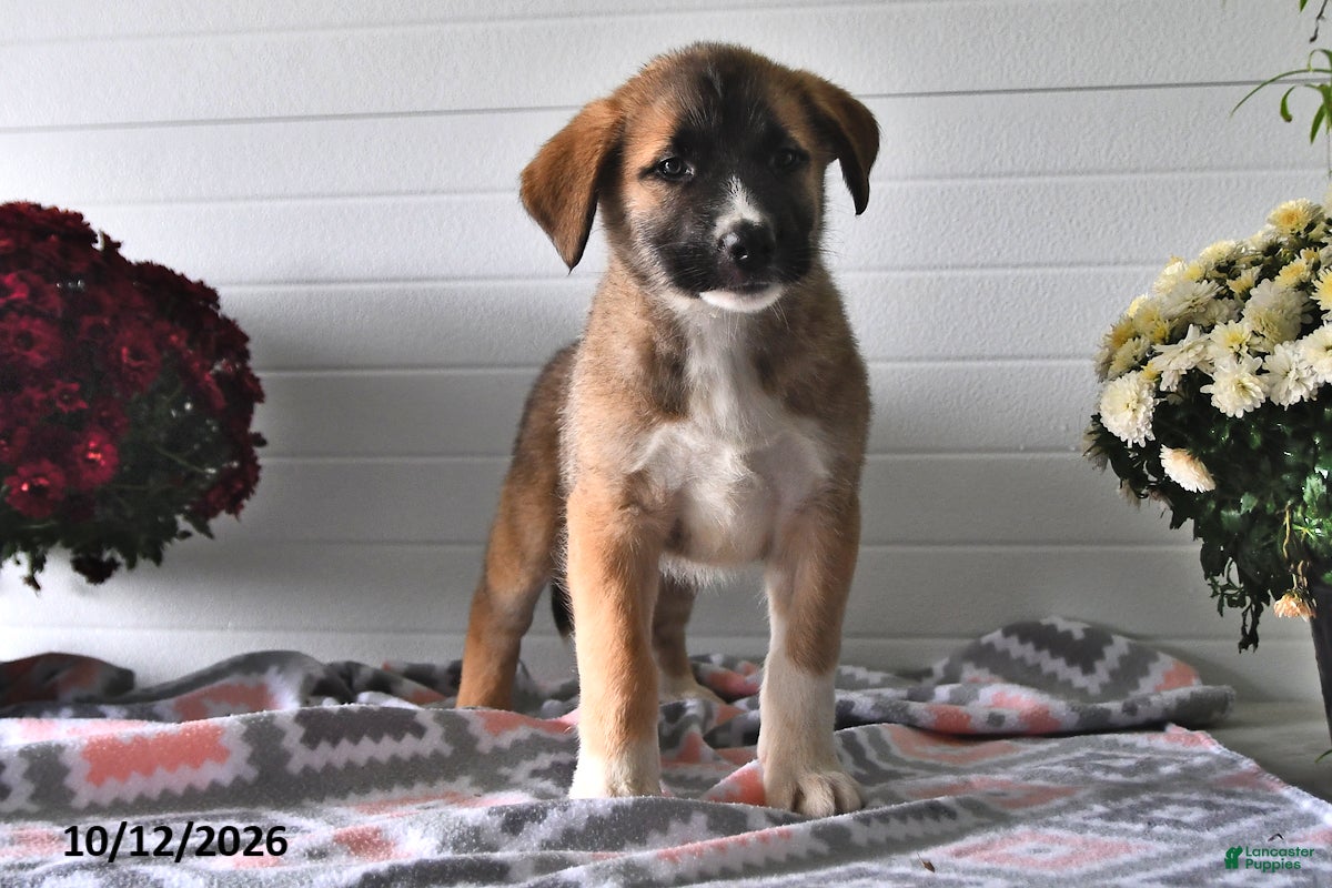 Mixed Breed dogs Sophie - Ad 1