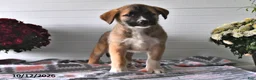 Mixed Breed dogs for sale: Sophie - Ad 1