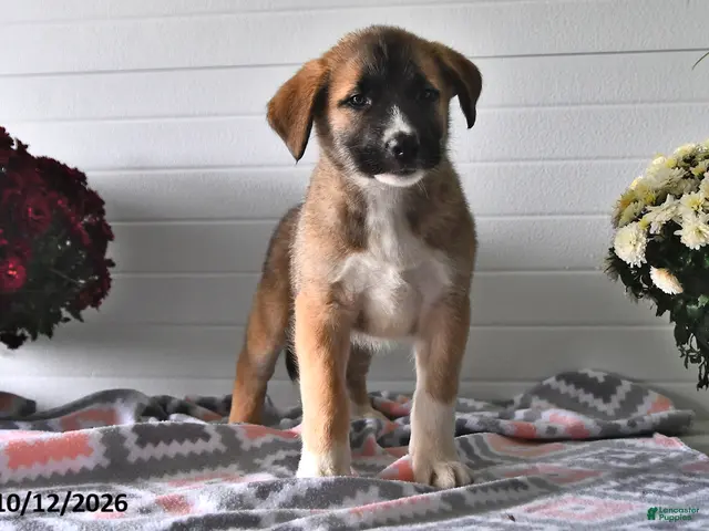 Mixed Breed dogs for sale: Sophie - Ad 1