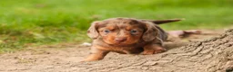 Miniature Dachshund dogs for sale: Macintosh Miniature Dachshund  - Ad 7