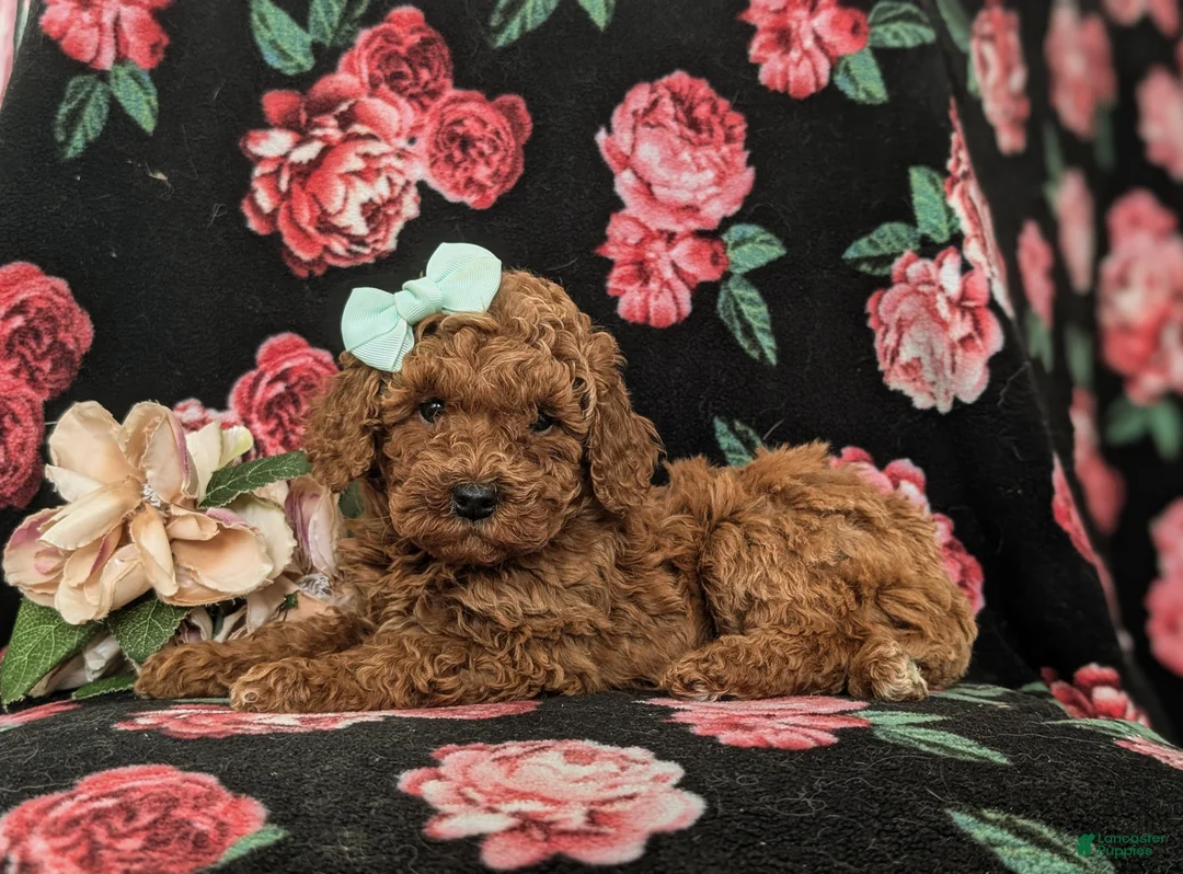 Mini Goldendoodle dogs for sale: Gillian Hypoallergenic - Ad 6