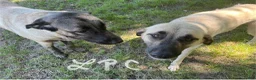 Turkish Kangal dogs for sale: Pink Girl (Runt) - Ad 2