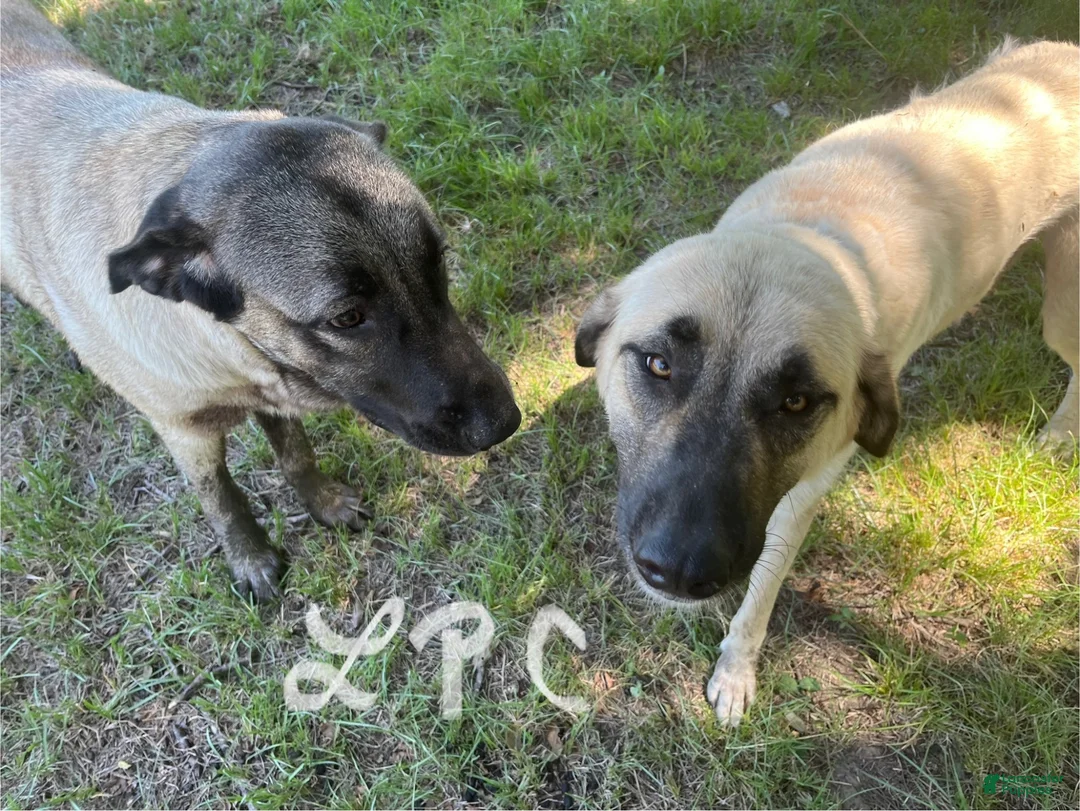 Turkish Kangal dogs for sale: Pink Girl (Runt) - Ad 2