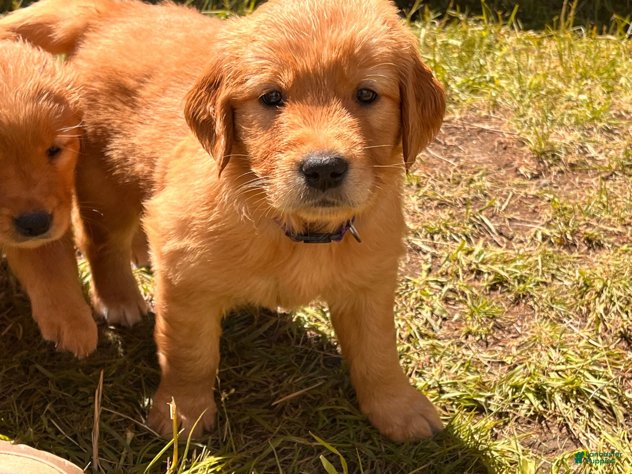 Golden Retriever dogs Golden Retriever 6 - Rowan - Ad 2