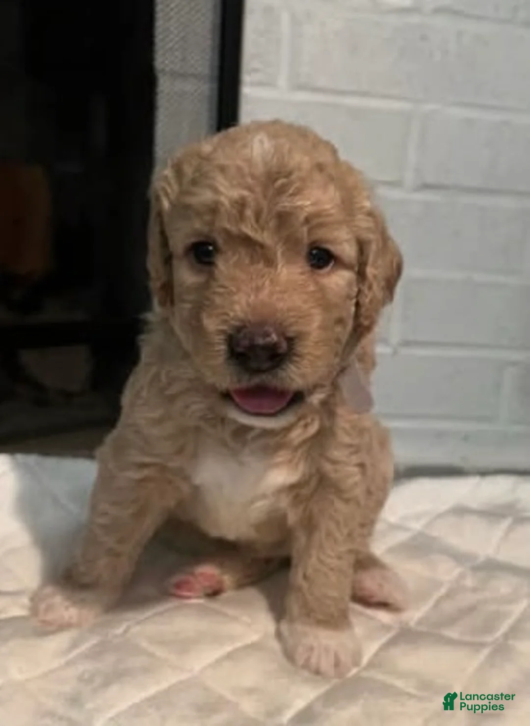 Gallery Image {{count}}