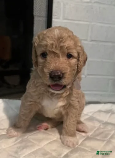 Gallery Image {{count}}