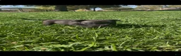 American Bully dogs for sale: American Bully 6 - Ad 4