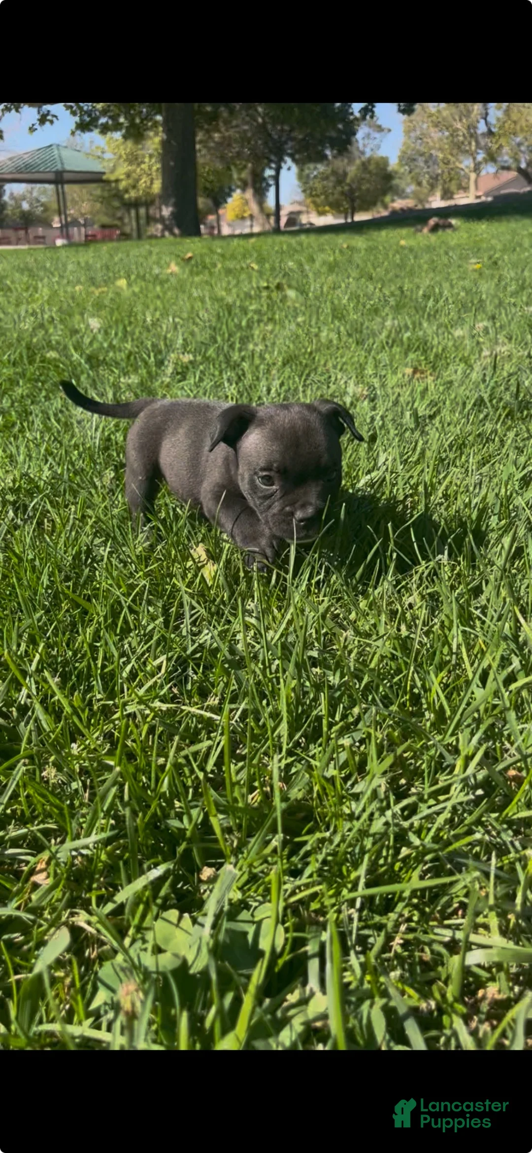 American Bully dogs for sale: American Bully 6 - Ad 4