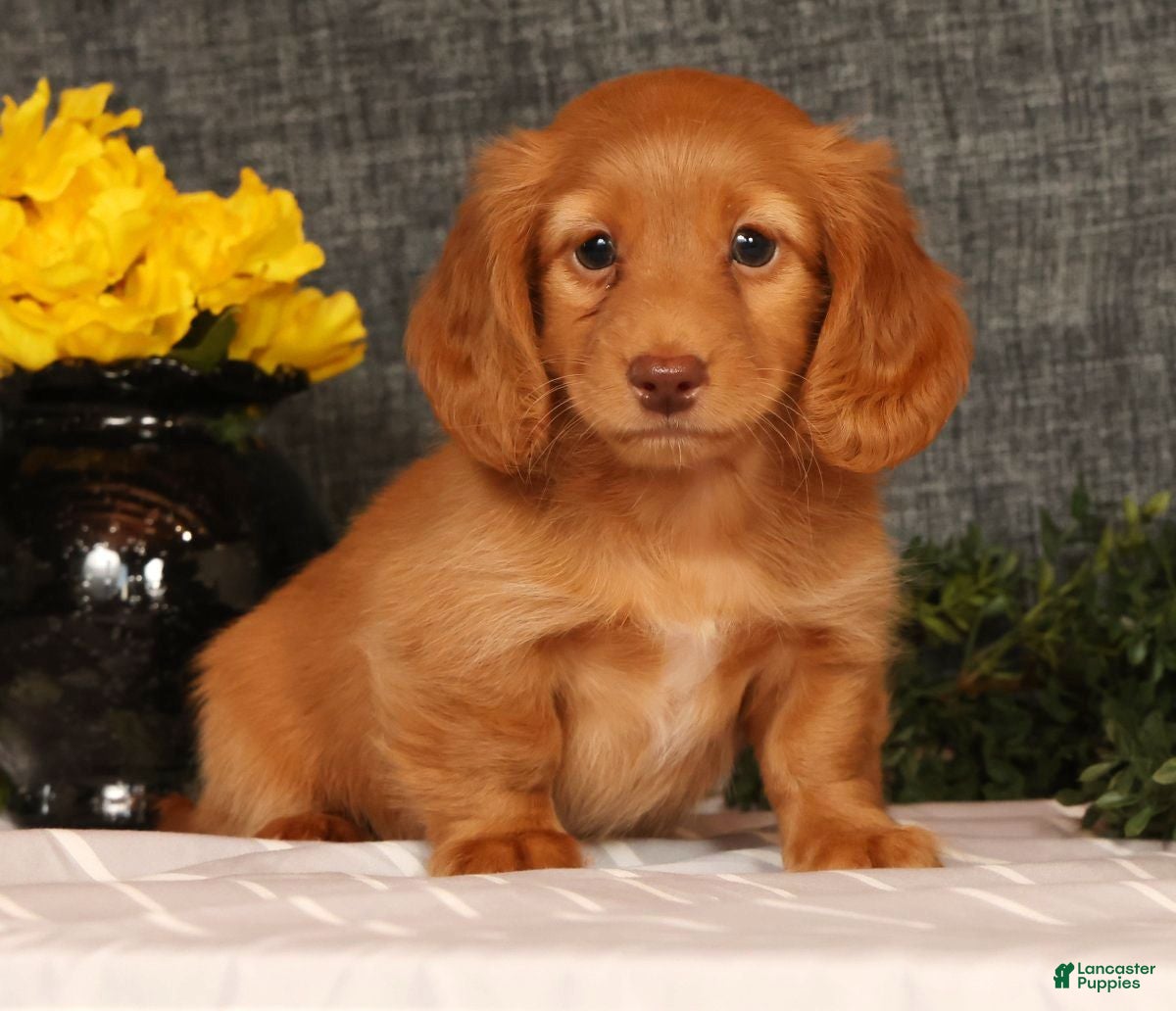 Miniature Dachshund dogs Johnny - Ad 1