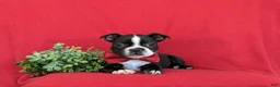 Boston Terrier dogs for sale: Prescot - Ad 7
