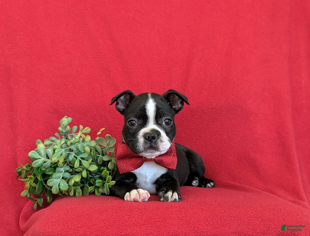 Boston Terrier dogs for sale: Prescot - Ad 7