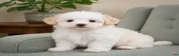 Maltipoo dogs for sale: Lily - Ad 3