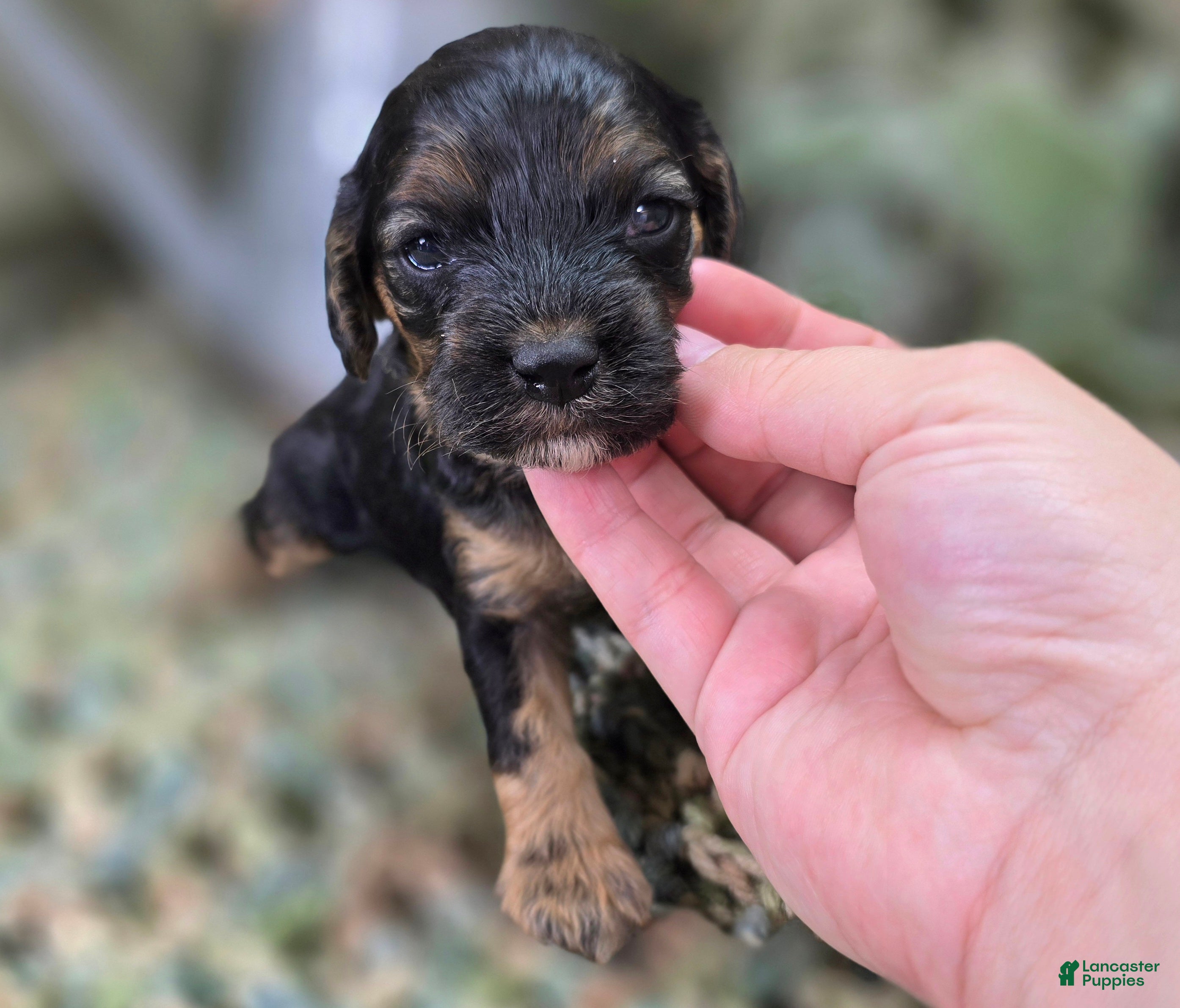 Cockapoo dogs Batty - Ad 13