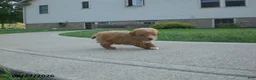 Yorkiepoo dogs for sale: Gene - Ad 8