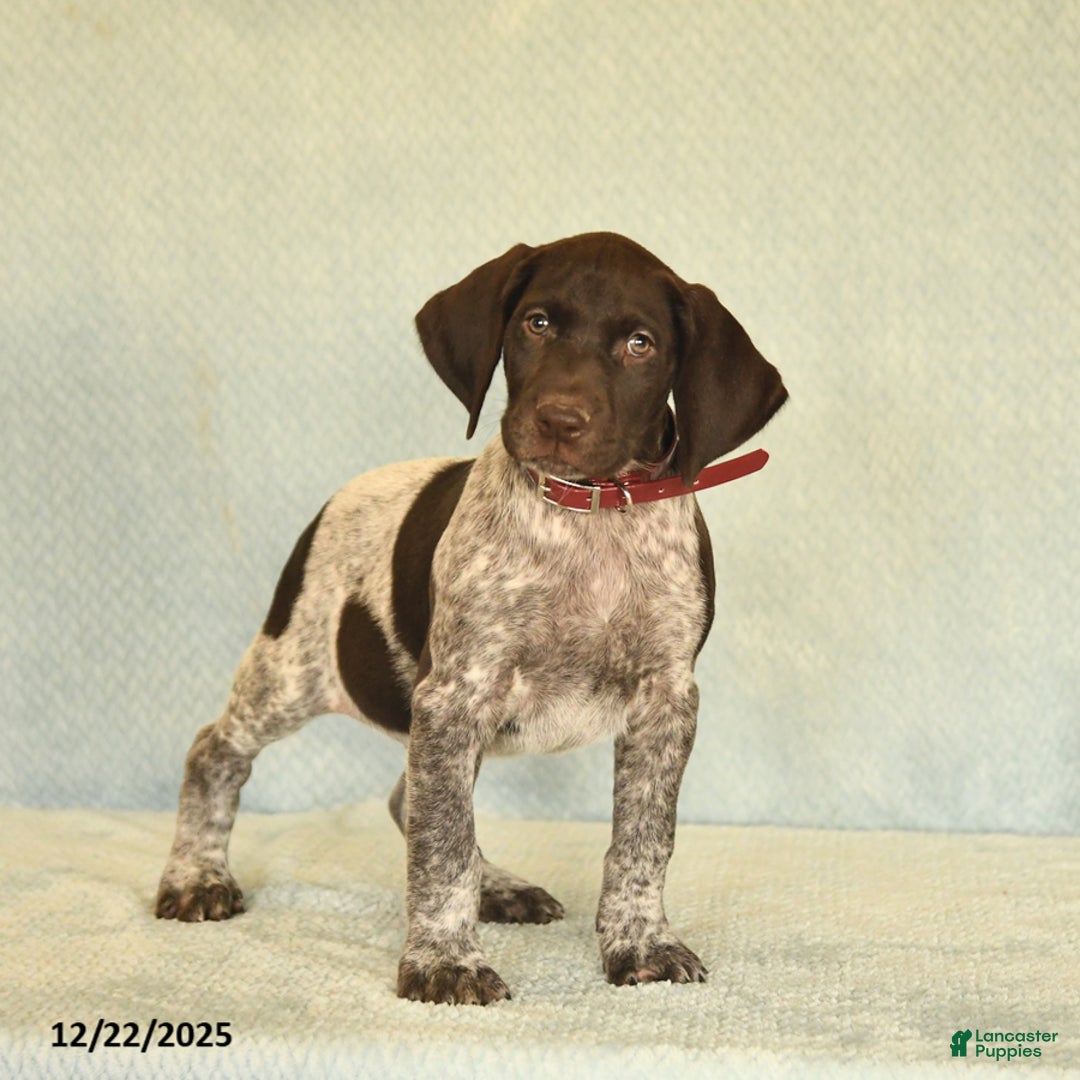 German Shorthaired Pointer dogs for sale: Trooper - Ad 4