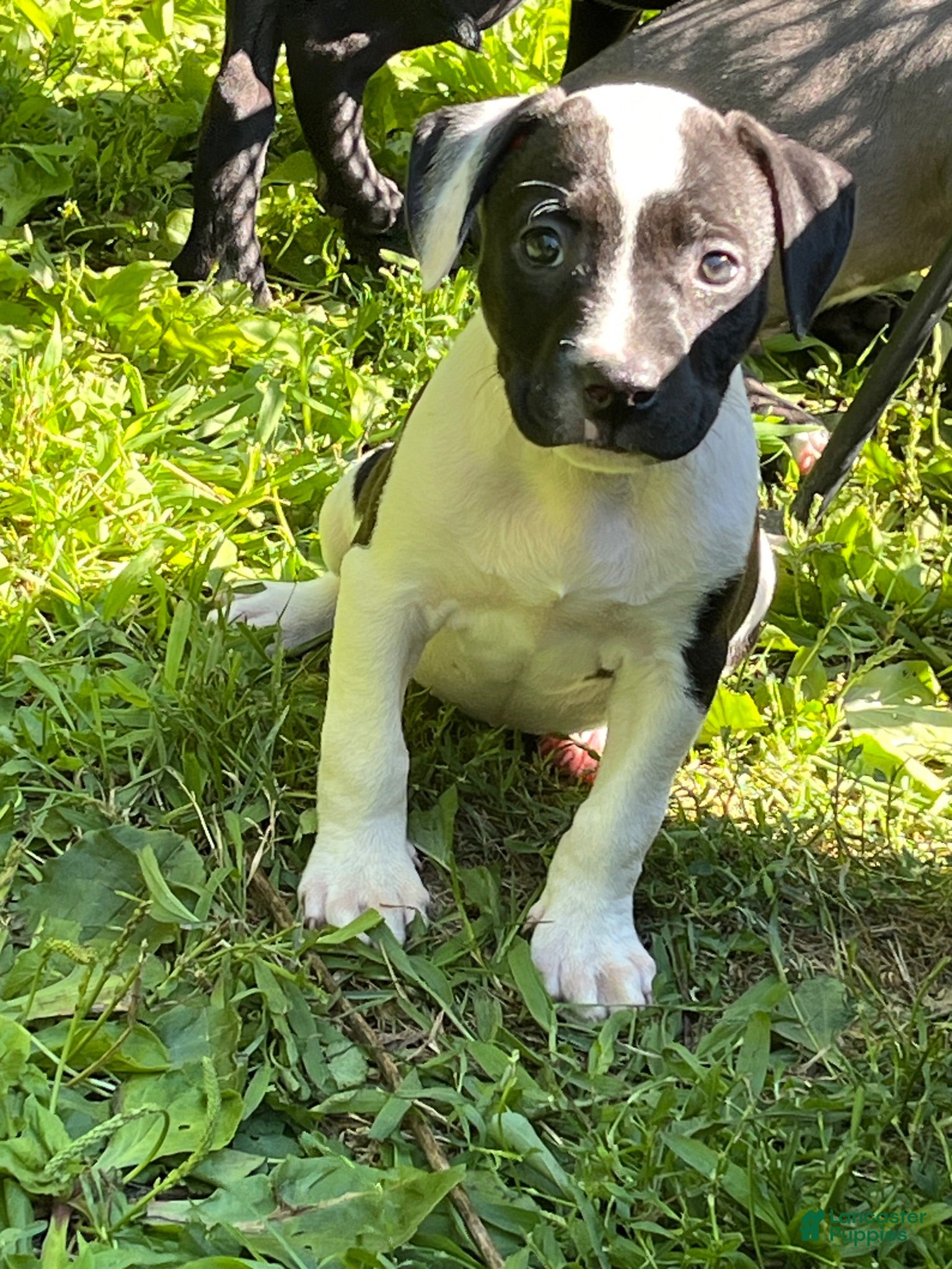 American Pit Bull Terrier dogs American Pit Bull Terrier 4 - Ad 19