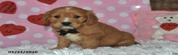 Miniature Golden Retriever dogs for sale: Romeo - Ad 5