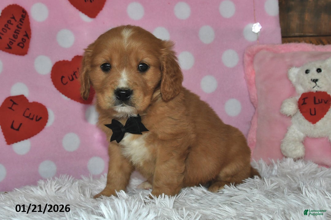 Miniature Golden Retriever dogs for sale: Romeo - Ad 5