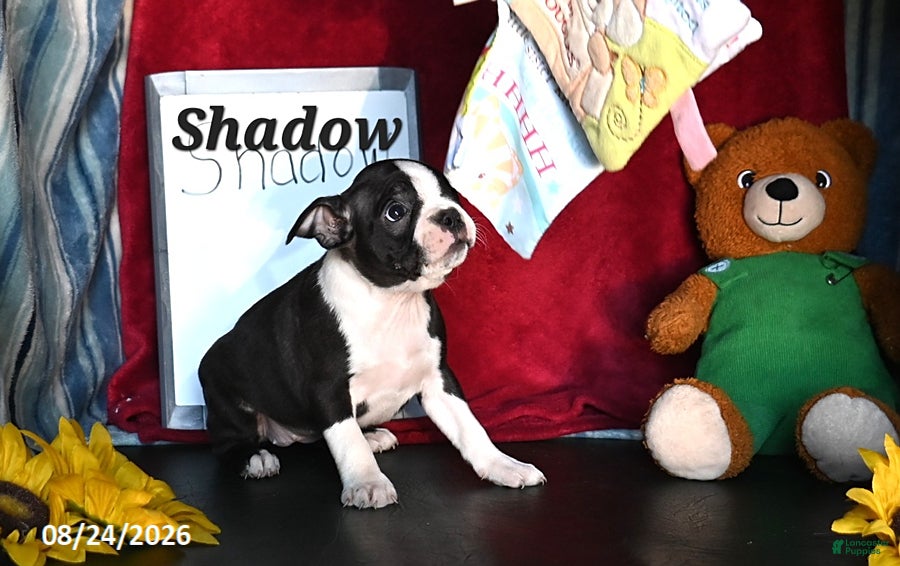 Boston Terrier dogs Shadow - Ad 2