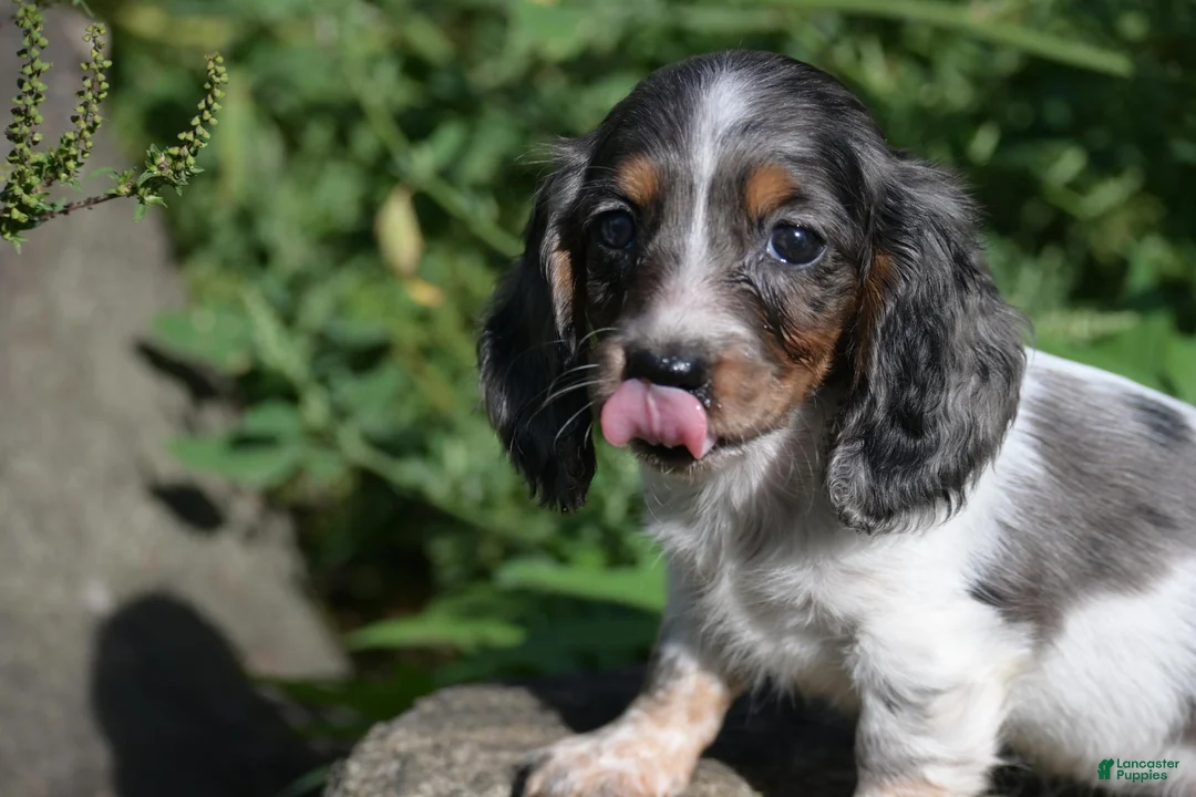 Miniature Dachshund dogs for sale: Molly - Ad 1