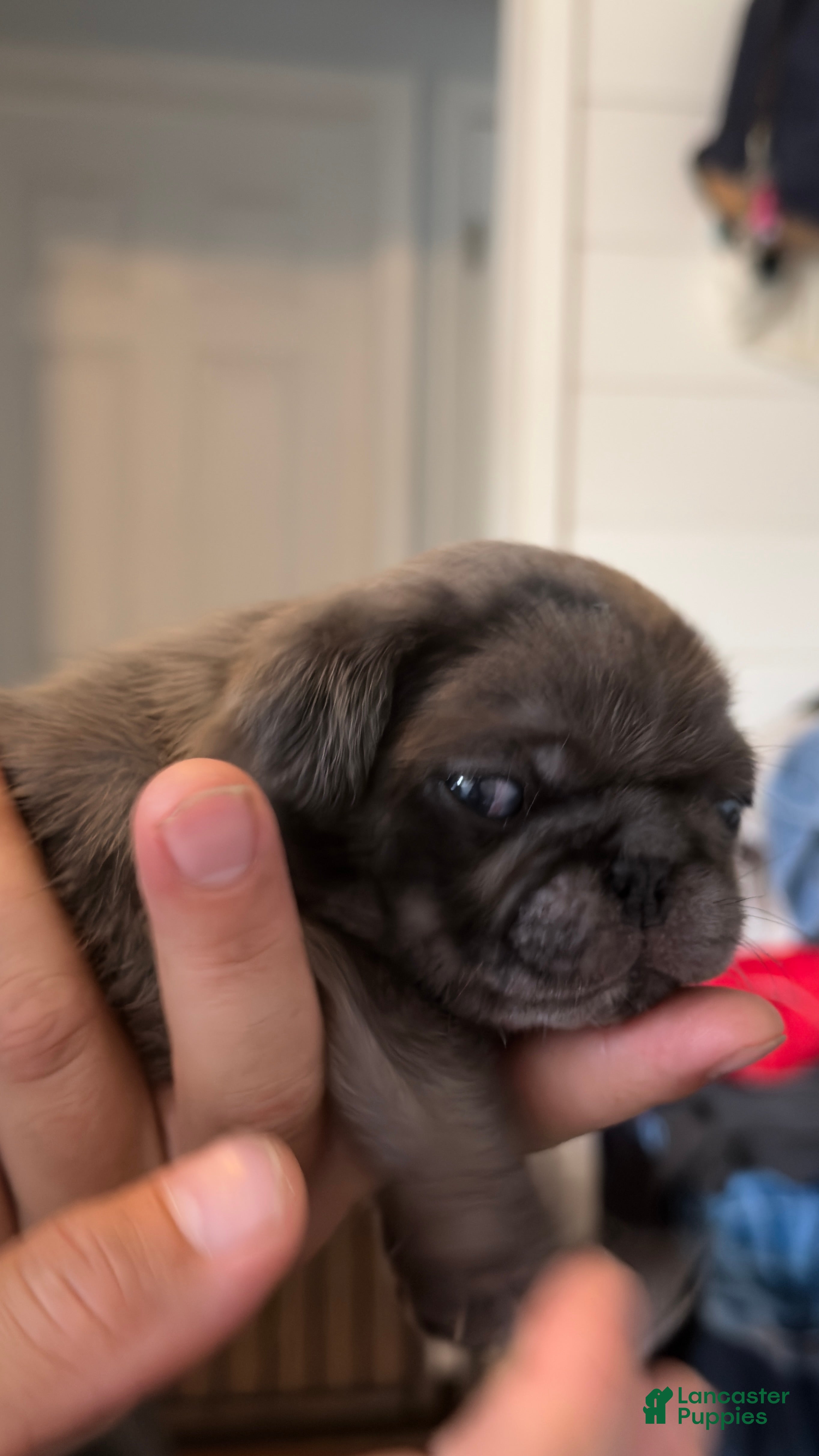 Pug dogs Cappuccino - Ad 2