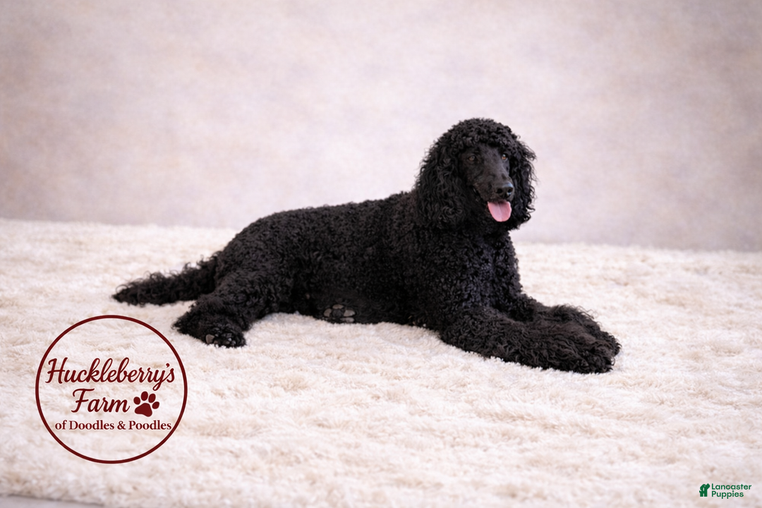 Goldendoodle dogs for sale: Ranger F1B  - Ad 4