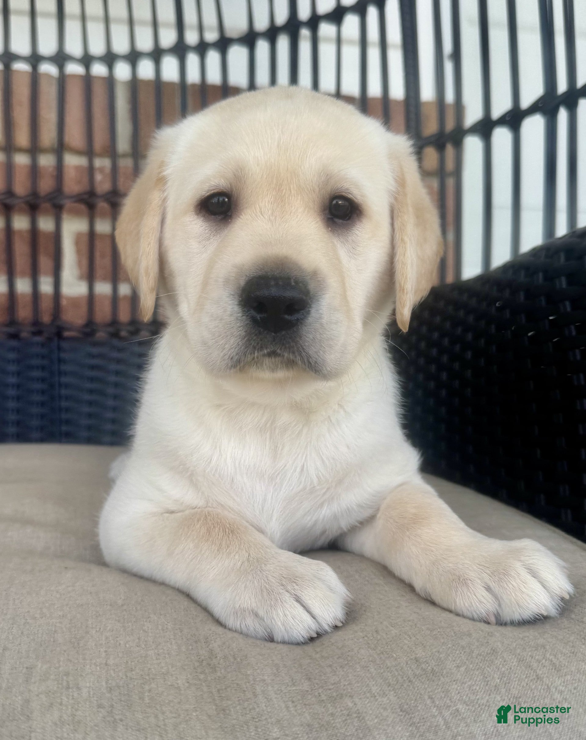 Labrador Retriever dogs Dusty - Ad 2