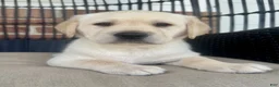 Labrador Retriever dogs for sale: Dusty - Ad 2
