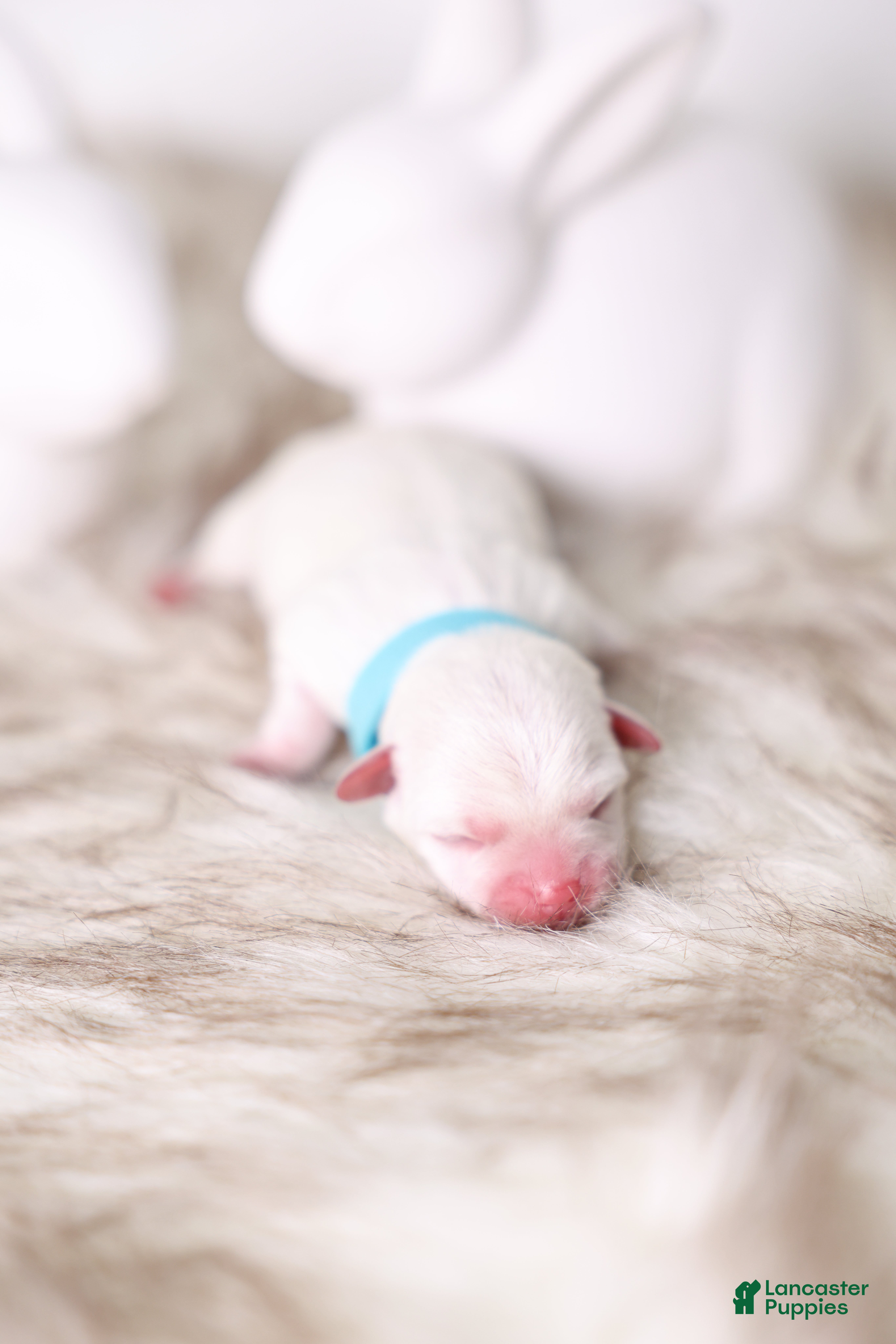 Maltipoo dogs Blue Boy - Ad 10