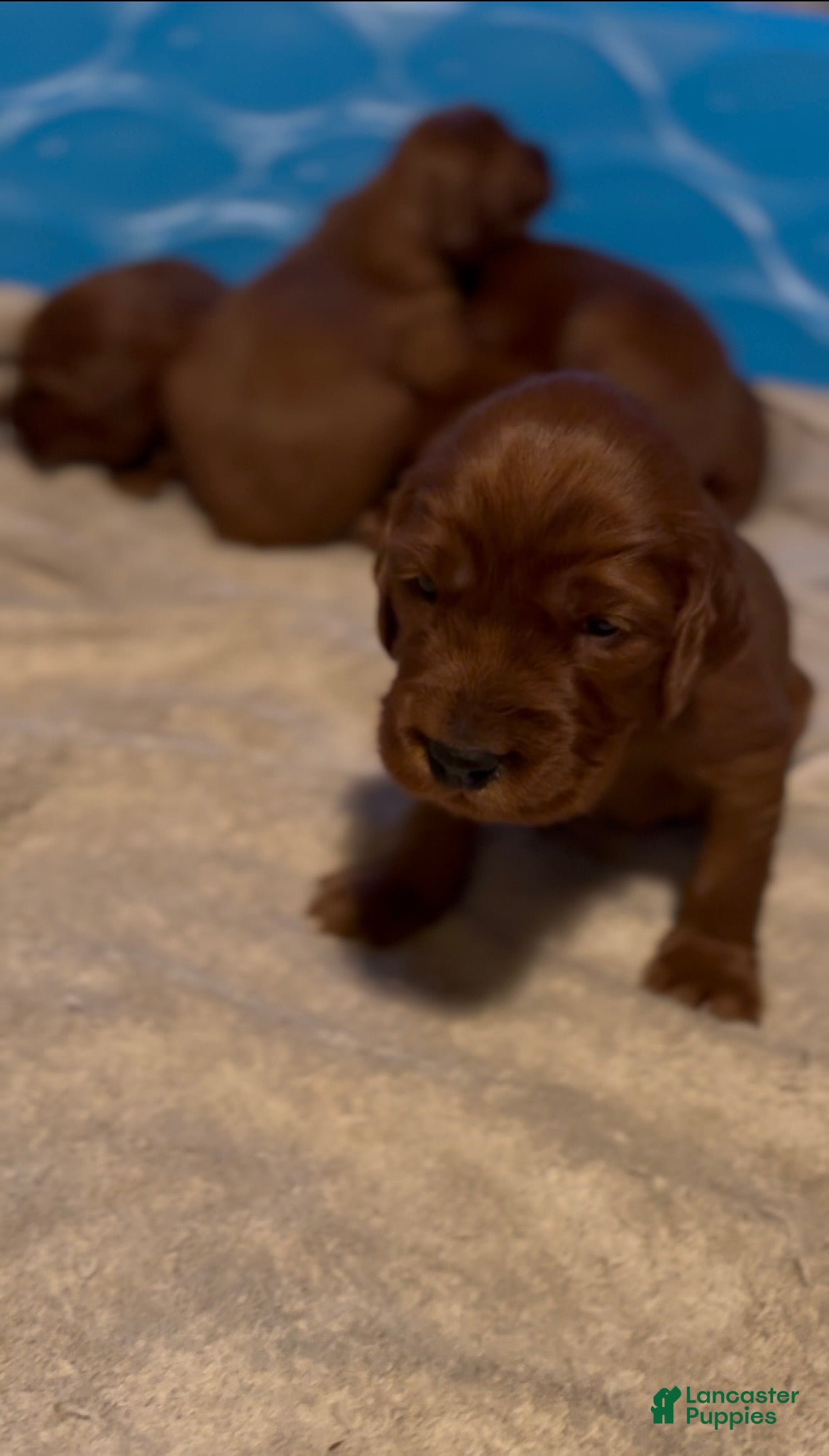 Irish Setter dogs Irish Setter Puppy 6 - Ad 13