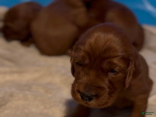 Irish Setter dogs Irish Setter Puppy 6 - Ad 13