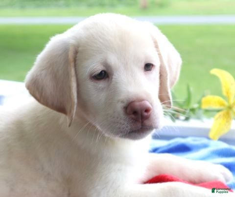 Labrador Retriever dogs for sale: Sadie Champ lines - Ad 2