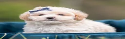 Maltipoo dogs for sale: Dottie - Ad 6