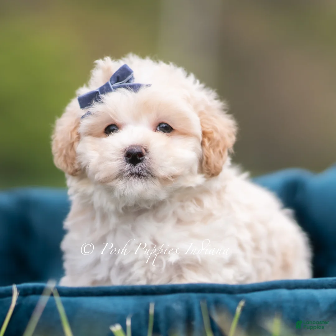 Maltipoo dogs for sale: Dottie - Ad 6