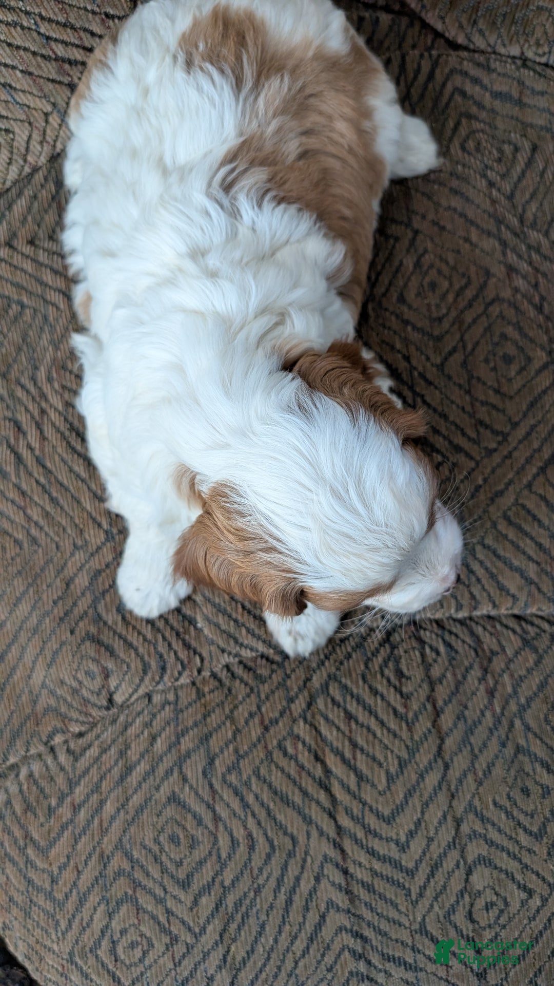 Cavapoo dogs for sale: Jenny  - Ad 2