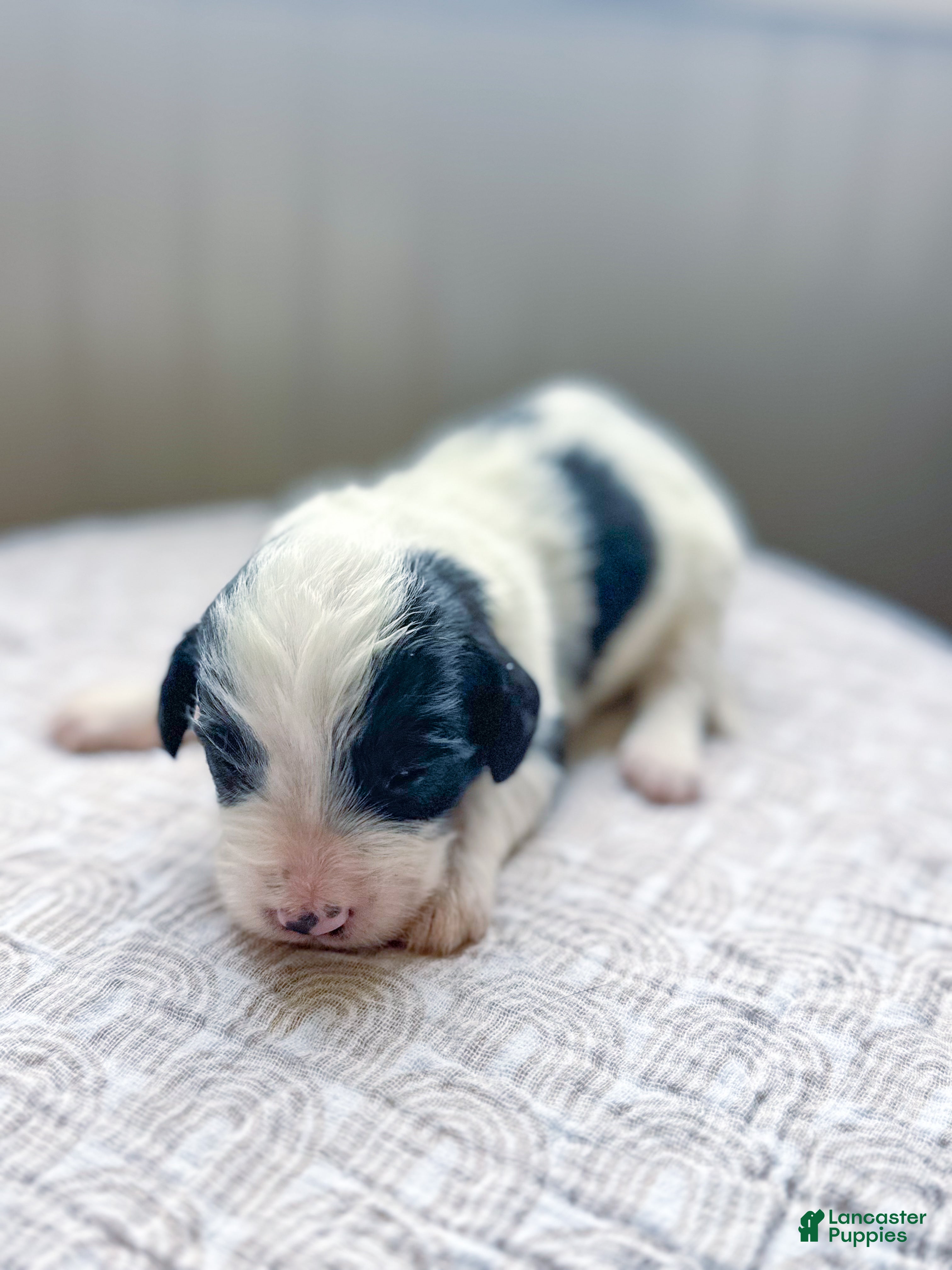 Mini Bernedoodle dogs Lottie - Ad 28