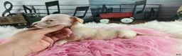 Dachshund dogs for sale: Nationwide delivery. Sugar pies piebald girl Freckle nose - Ad 4