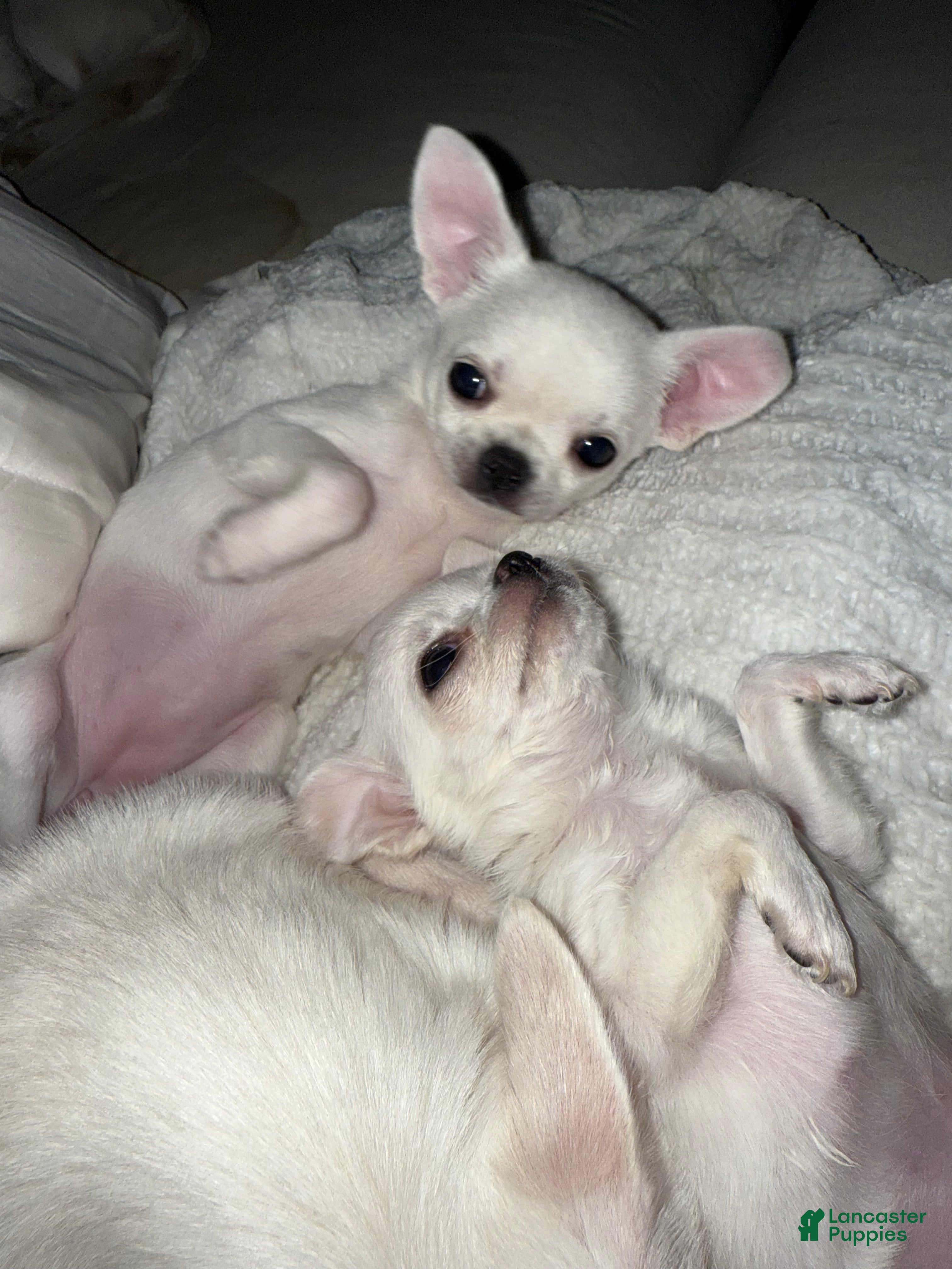 Chihuahua dogs  Puppy 3 - Ad 10