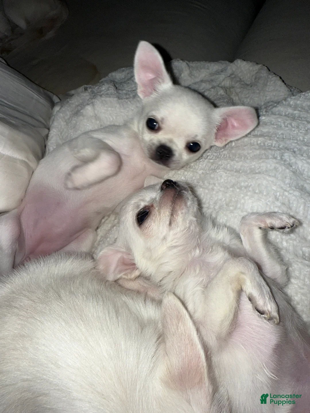 Chihuahua dogs for sale:  Puppy 3 - Ad 1