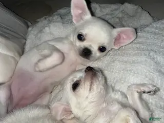 Chihuahua dogs Puppy 3 - Ad 10