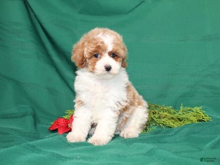 Miniature Poodle dogs - Ad 10
