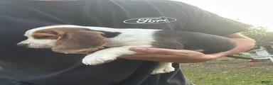Beagle 4