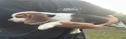 Beagle dogs for sale: Beagle 4 - Ad 1